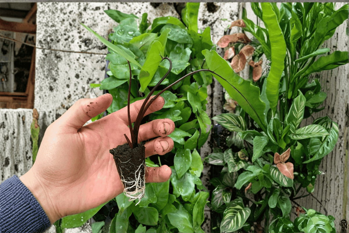 Alocasia Black Stem Starter Plants (2) – Shipped in Soil Pods