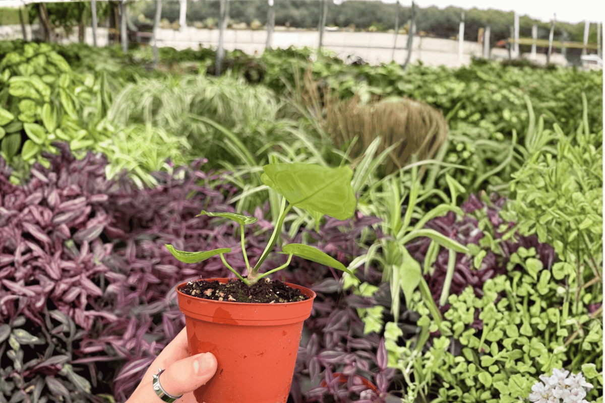 Anthurium Silver Red x Magnificum - 2 Exact Live Plants in 4-Inch Pots