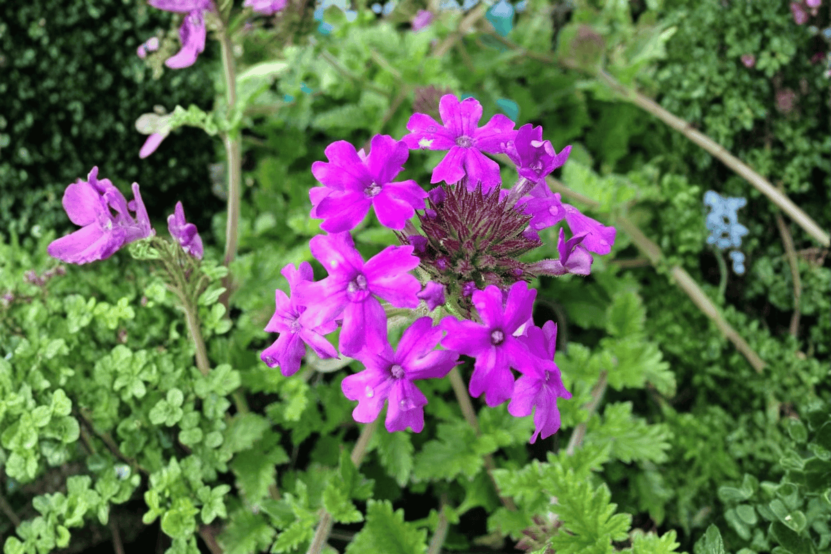 Homestead Purple Rose Verbena Live Plant - 4-Inch Pot