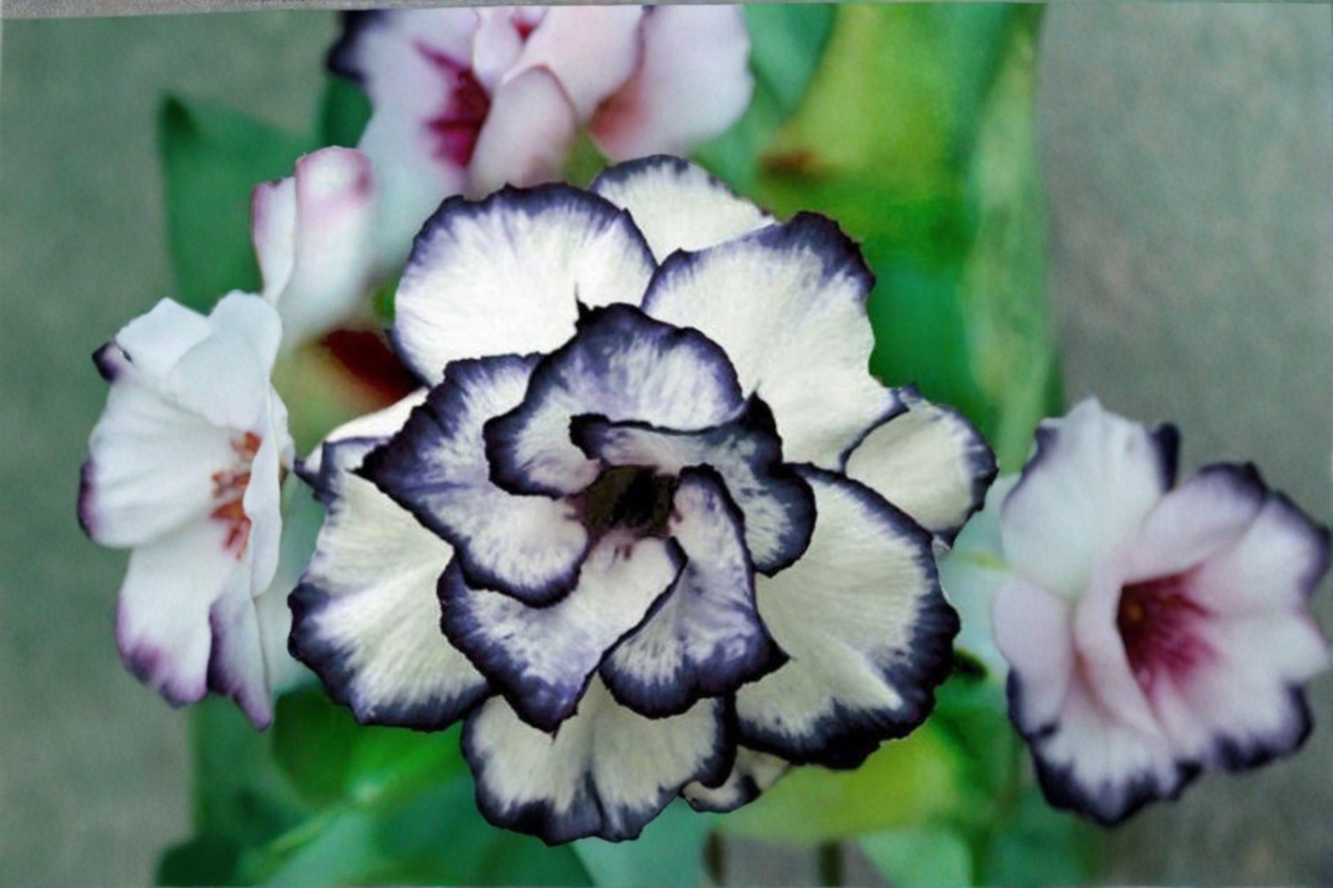 Black and White Rose Seeds - 20 Seed Pack, Rare Two-Tone Ornamental Flower