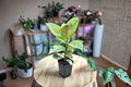 Ficus Shivereana Moonshine - Variegated Rubber Plant Starter Plant or Rooted Cutting