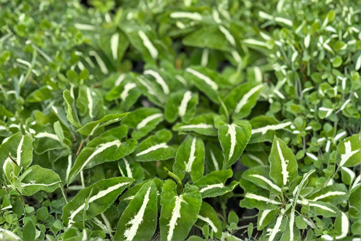 Syngonium Wendlandii Live Plant - Rooted Cutting in 2-Inch Pot
