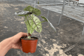 Alocasia Silver Dragon (Alocasia baginda) – 2 Live Plants in 4-Inch Pots