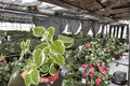 Variegated Oregano (Origanum vulgare) - 2 Live 4" Bare Root Plants