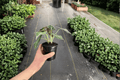 Alocasia Black Velvet 2 Live Plants in 4-Inch Pots | Alocasia reginula ‘Black Velvet’