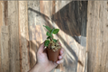 Macodes Petola Lightning Jewel Orchid Live Plant Starter - Rare Jewel Orchid