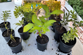 Prairie Fire Dogwood Live Plant Cornus alba ‘Prairie Fire’ - 1 Gallon Pot