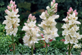 Tuberose Bulbs Double Bloom Polianthes Tuberosa Rajanigandha Sampangi - 3 Medium Bulbs