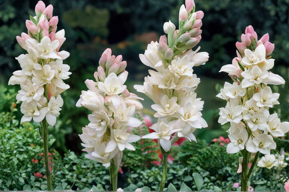 Tuberose Bulbs Double Bloom Polianthes Tuberosa Rajanigandha Sampangi - 3 Medium Bulbs