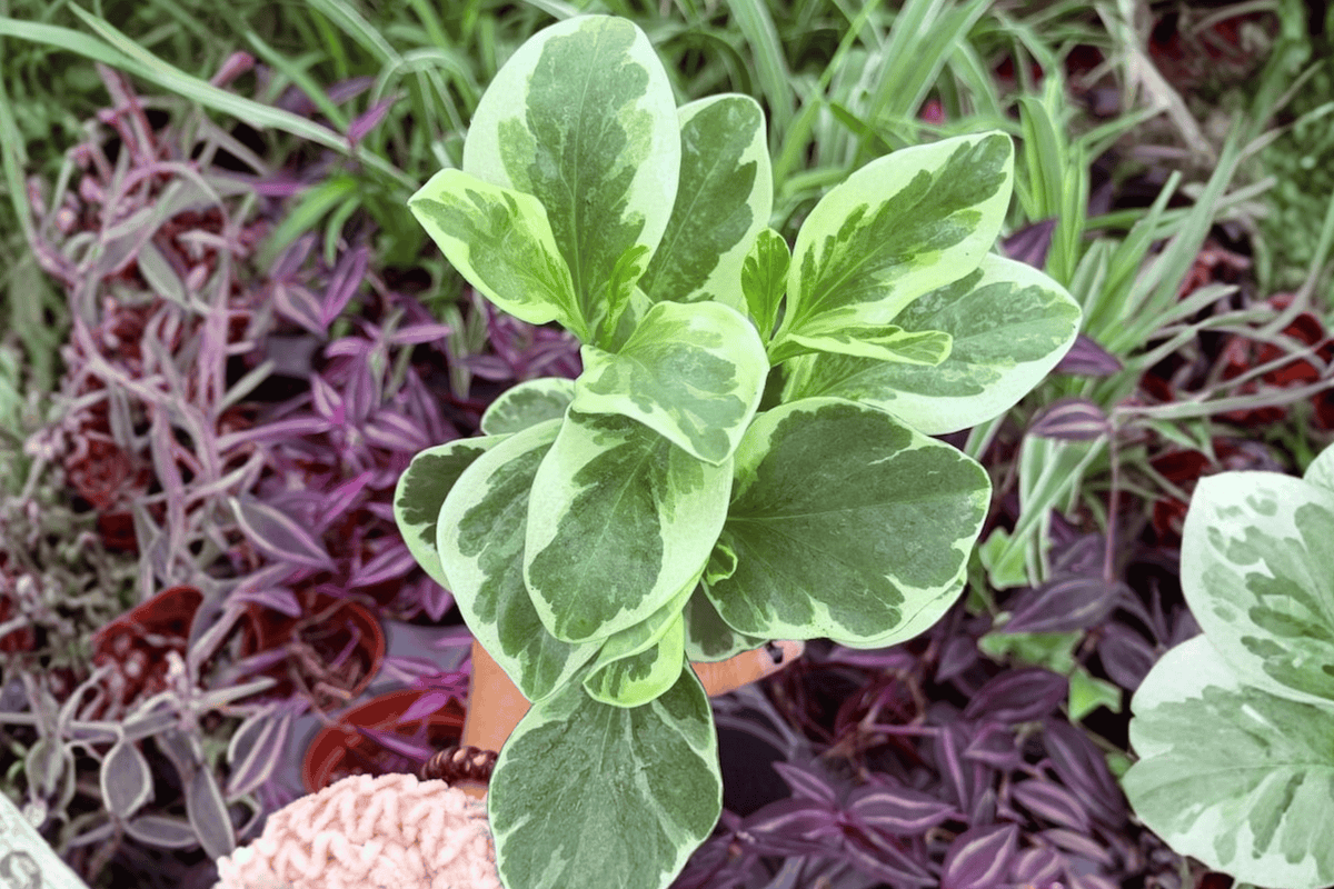 Variegated Peperomia Obtusifolia — 2 Live Plants in 4-Inch Pots