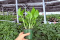 Golden Pothos Epipremnum aureum – 2 Live Plants in 4" Pots (Exact Plants)