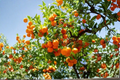 China 2 Mandarin Orange Live Tree - Rare Citrus Fruit Tree
