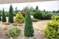 Columnar Norway Spruce Cupressina – 12" Live Picea abies in 1 Gal Pot