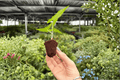 Alocasia Sabrina Narrow Starter Plants - 2-Pack, Bare Root