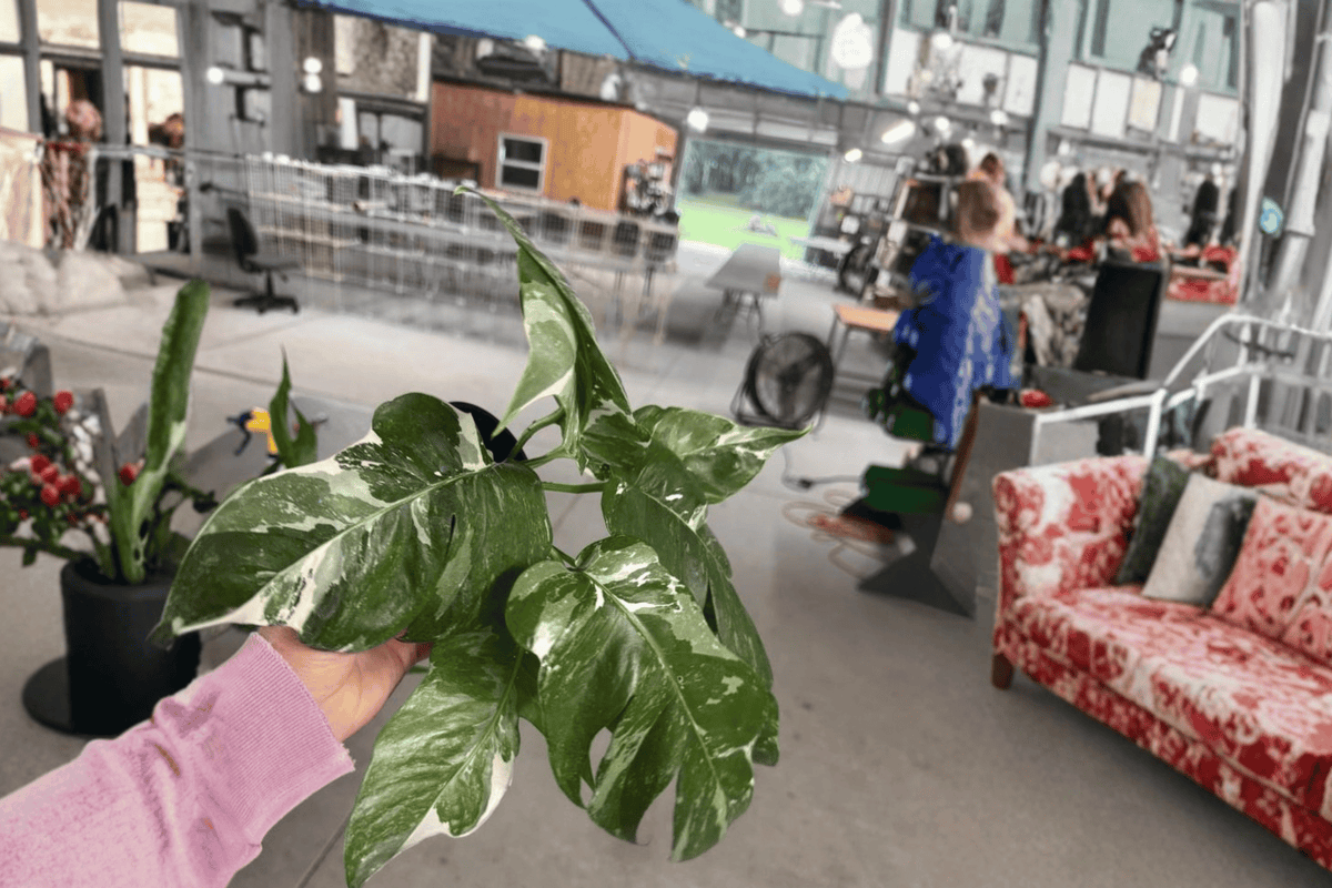 Epipremnum pinnatum Albo Variegata - 2 Live Plants in 4-Inch Pots