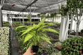 Dieffenbachia Starbright Live Plants - 4-Inch Pots (2)