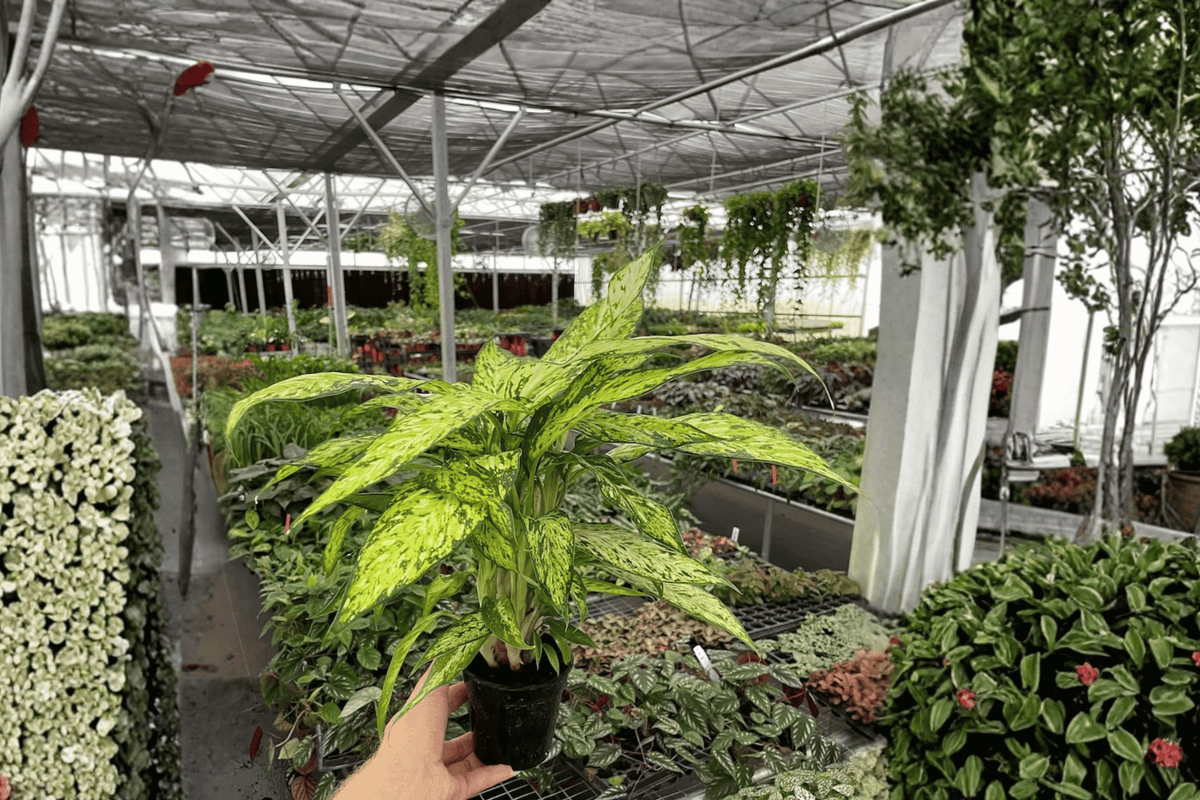 Dieffenbachia Starbright Live Plants - 4-Inch Pots (2)