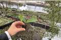 Hoya Jade 2 Live Starter Plants - Bare Root, 2-Inch Starter Size