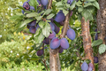 Methley Plum Tree 4-6 Ft Live Plant | Prunus salicina, Red Juicy Plums, Self-Fertile