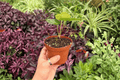 Anthurium Xone x Subsignatum - 2 Live Hybrid Plants in 4" Pots