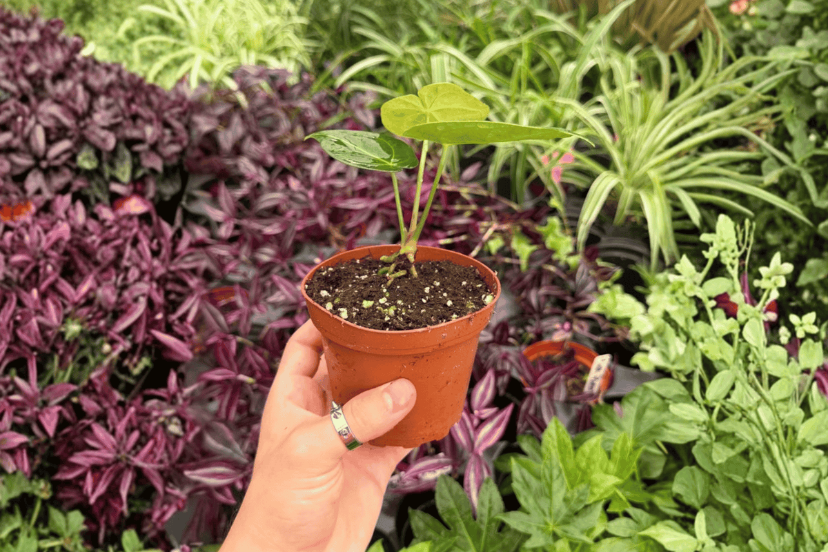 Anthurium Xone x Subsignatum - 2 Live Hybrid Plants in 4" Pots