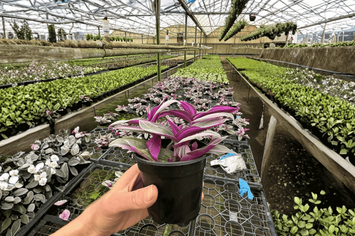 Tradescantia Nanouk Live Plants - 2x 4-Inch Bare-Root Nursey Pots