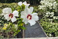 Red Heart Rose of Sharon Hibiscus syriacus ‘Red Heart’ Live Plant — 2 Gallon Pot