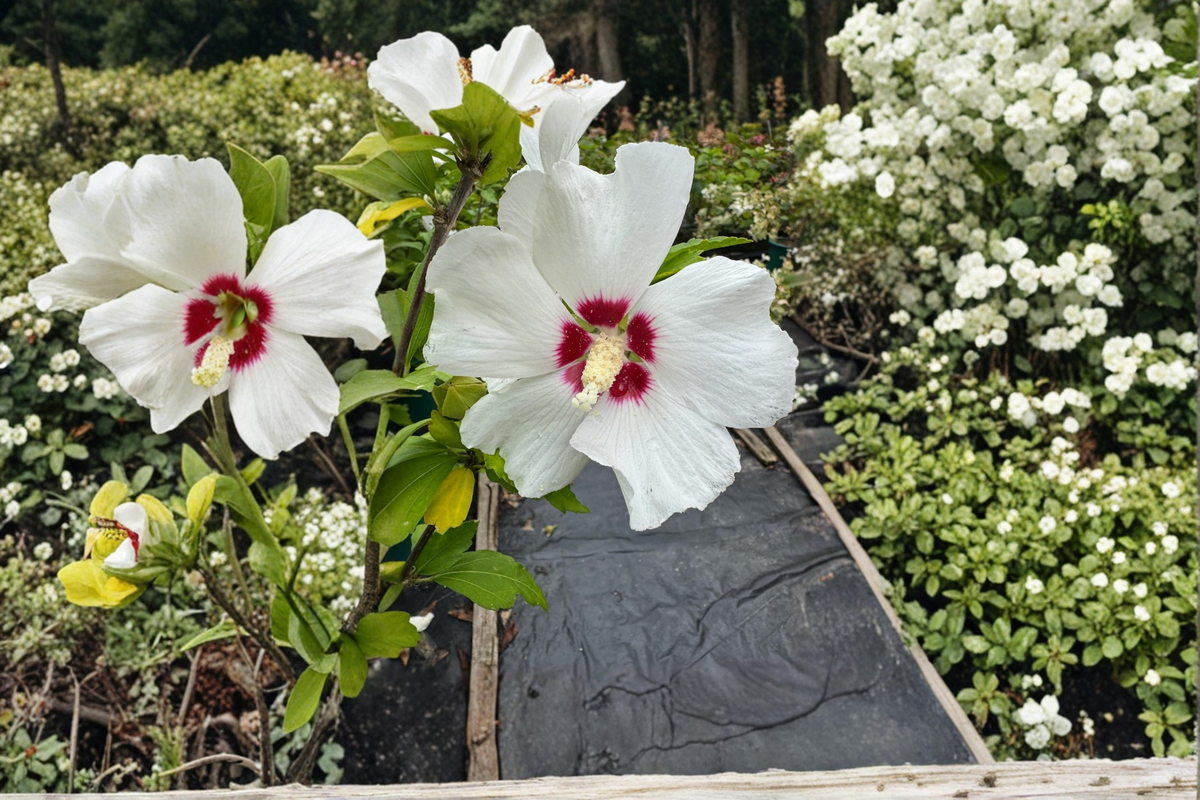 Red Heart Rose of Sharon Hibiscus syriacus ‘Red Heart’ Live Plant — 2 Gallon Pot