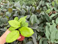 Hoya fungii – 2 Bare Root Live Plants, 4-Inch Size (Exact Plants Shown)