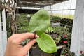 Alocasia 'Black Stem' Starter Plants • Bare Root, 2-Pack