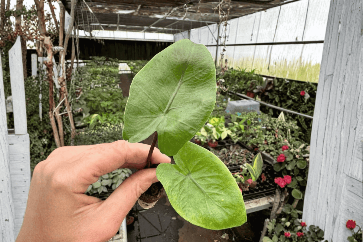 Alocasia 'Black Stem' Starter Plants • Bare Root, 2-Pack