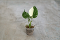 Monstera Thai Constellation Rooted Starter Plant – Variegated Monstera
