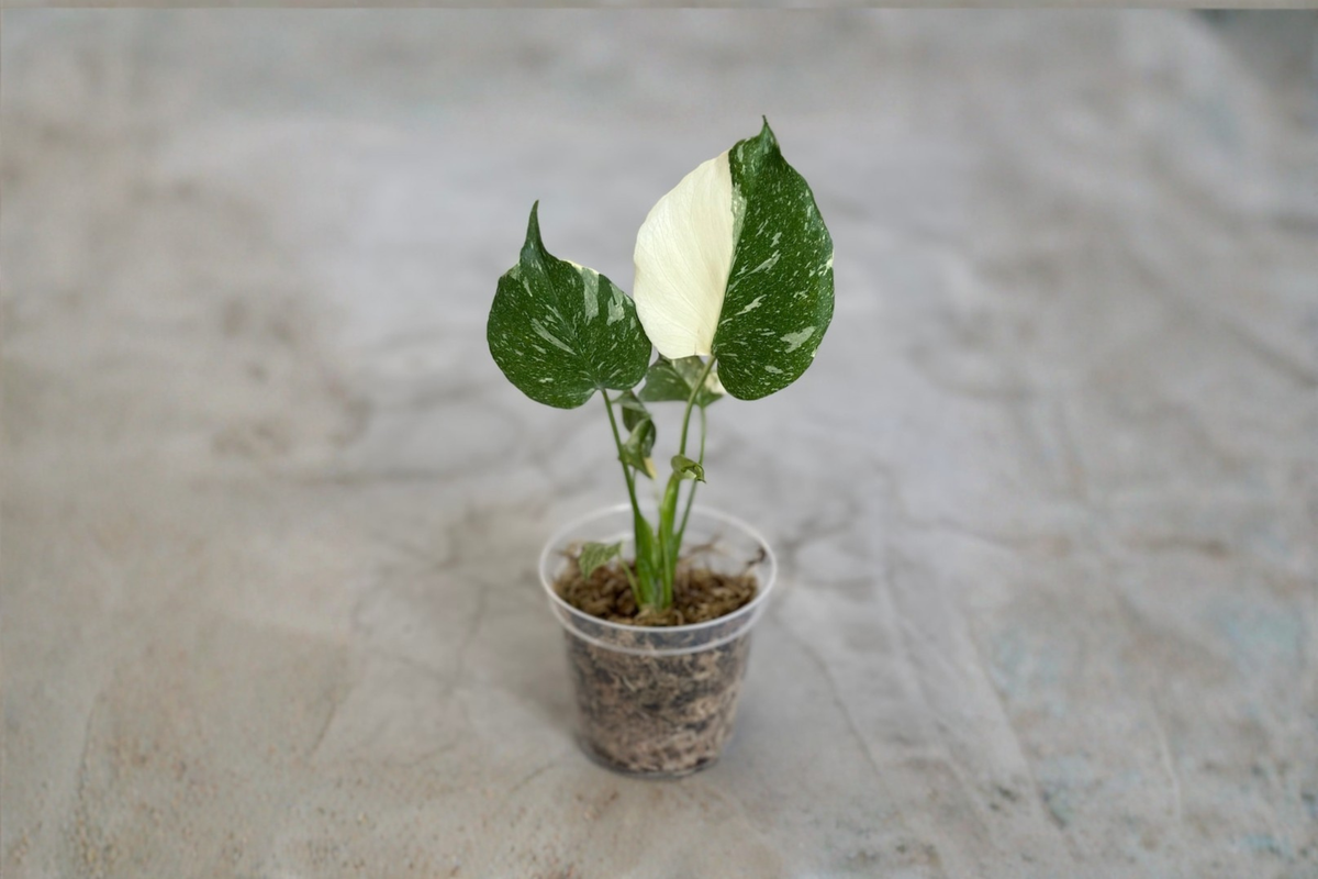 Monstera Thai Constellation Rooted Starter Plant – Variegated Monstera