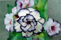 Black White Rose Seeds - Rare Bi-Color Rosa Hybrid, 30 Seeds for Planting