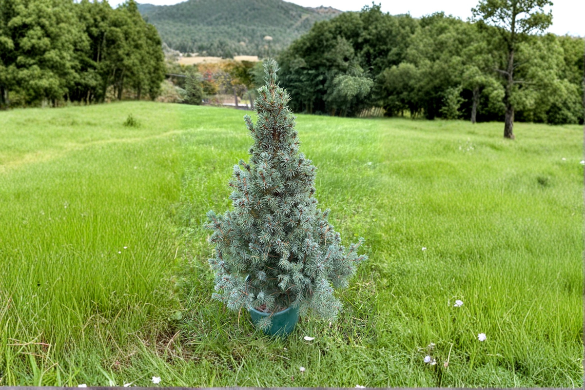 Saunders Blue Spruce Live Plant - 12" Picea glauca Blue Evergreen in 1 Gallon Pot