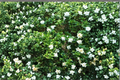 Gardenia Starter Cutting | White-Flowering Bushy Gardenia Live Plant