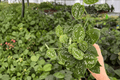 Scindapsus Silver Anne 2 Live Plants - 4-Inch Pots, Scindapsus pictus 'Silver Anne' (Exact Plants)