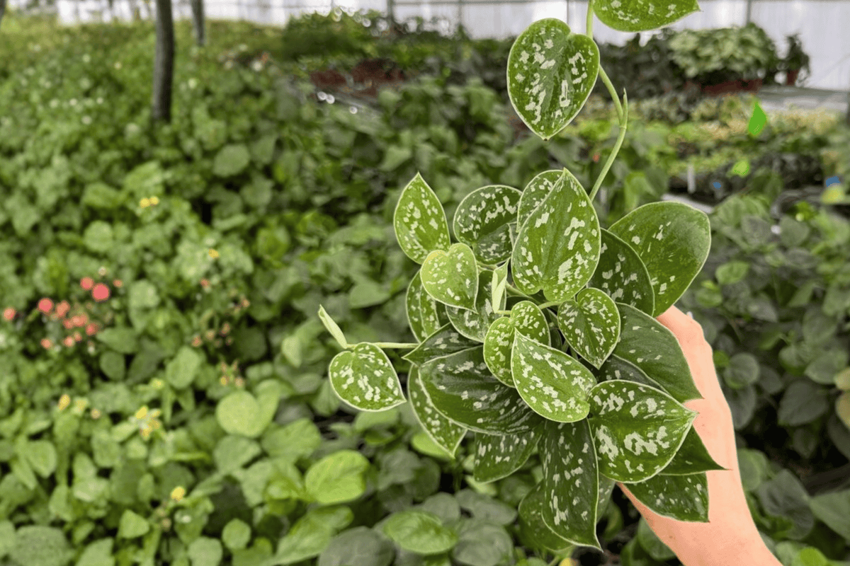 Scindapsus Silver Anne 2 Live Plants - 4-Inch Pots, Scindapsus pictus 'Silver Anne' (Exact Plants)