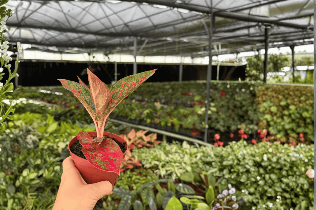 Aglaonema Red Stardust (2 Live Plants) - 4-Inch Pots, Fully Established Roots