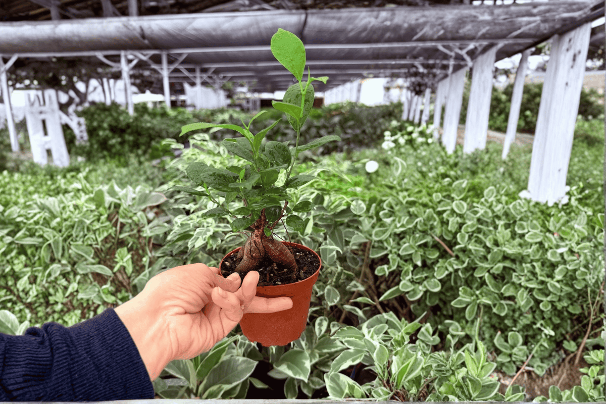 Ficus Ginseng 2 Live Plants in 4-Inch Pots | Ficus microcarpa ‘Ginseng’