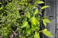 Variegated Mock Orange Innocence Live Plant – 1 Gallon, ~12 Inches tall