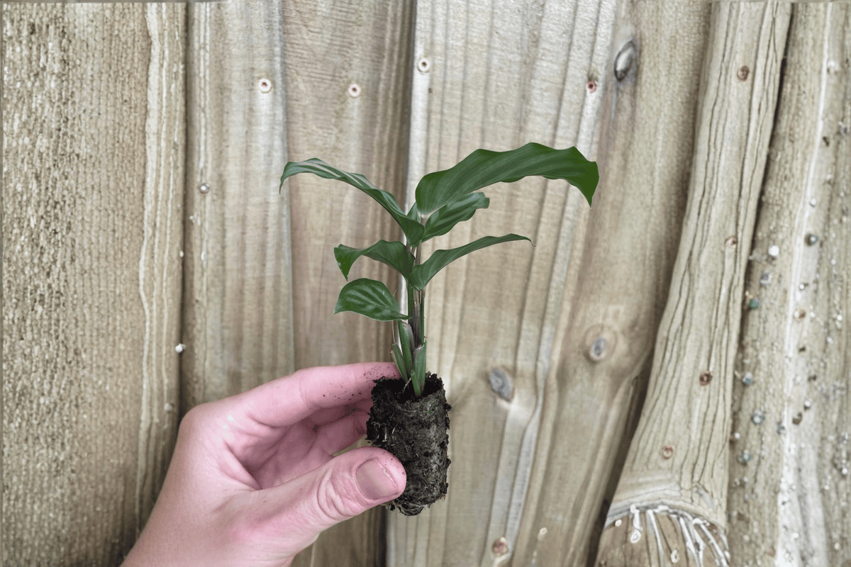 Calathea Freddie (Goeppertia concinna) Starter Plants – 2 Live 2-Inch Pots (Soil Pod Included)