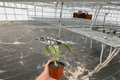 Alocasia baginda ‘Silver Dragon’ Live Plants — 2x 4-Inch Pots