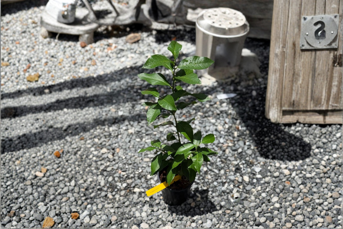 Persian Lime Tree Starter Cutting | Citrus Latifolia Live Plant
