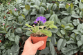 Harmony’s Purple Passion African Violet – 2 Exact Live Plants, 4-Inch Bare-Root