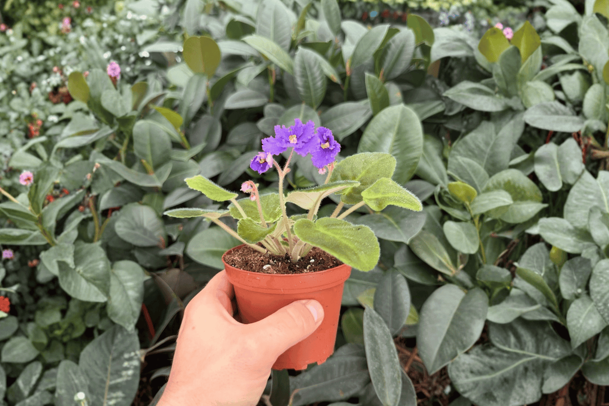 Harmony’s Purple Passion African Violet – 2 Exact Live Plants, 4-Inch Bare-Root