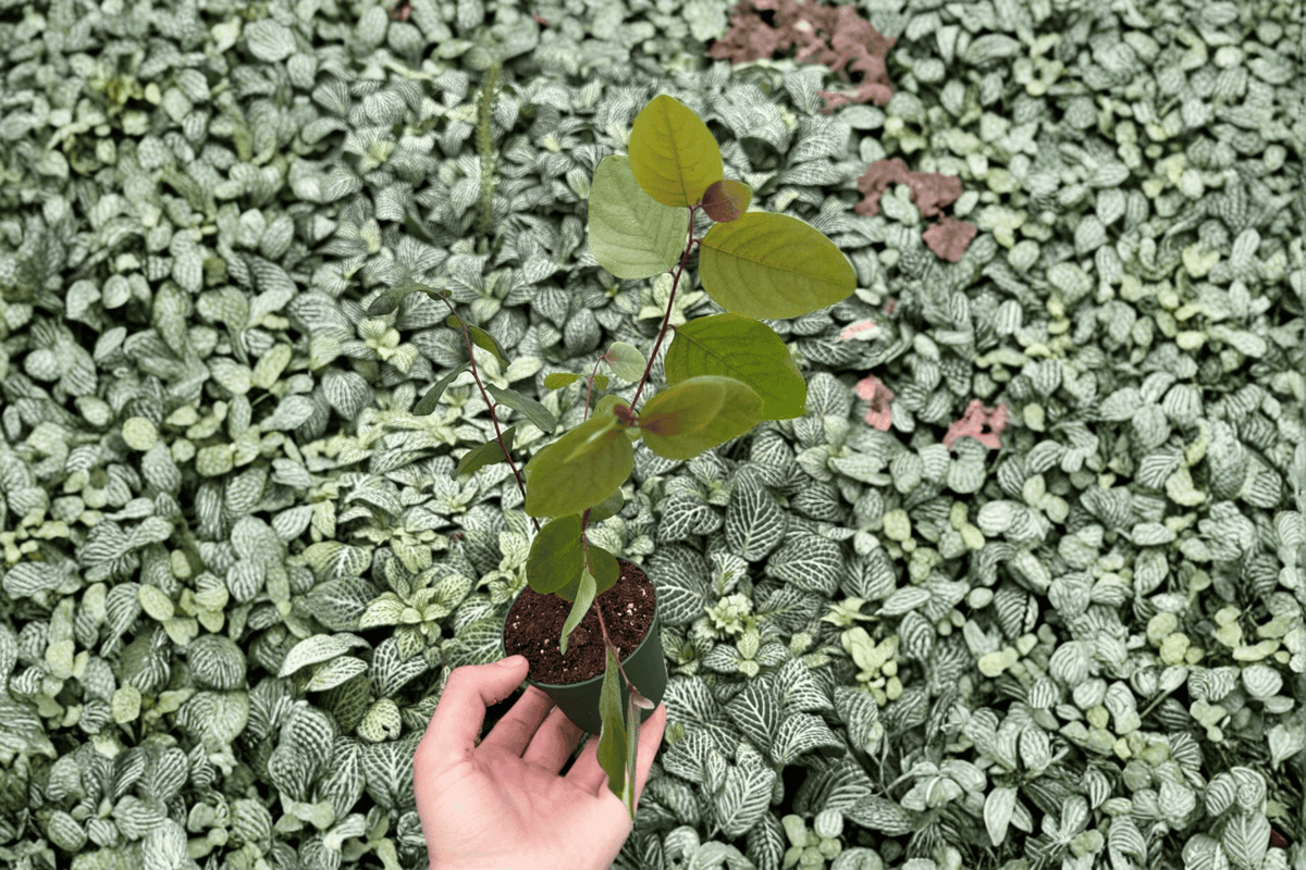 Breynia disticha Roseopicta Starter Plants (2) Bare Root