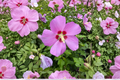 Woodbridge Rose of Sharon (Hibiscus syriacus) 2-Gallon Live Plant - Pink Flowering Shrub