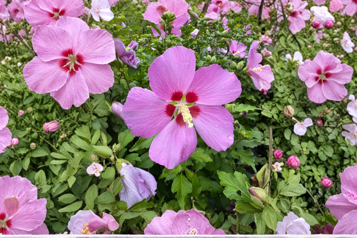 Woodbridge Rose of Sharon (Hibiscus syriacus) 2-Gallon Live Plant - Pink Flowering Shrub