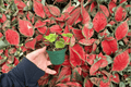 Peperomia Hope Starter Plants (2-Pack) – 2-Inch Pot Bare Root